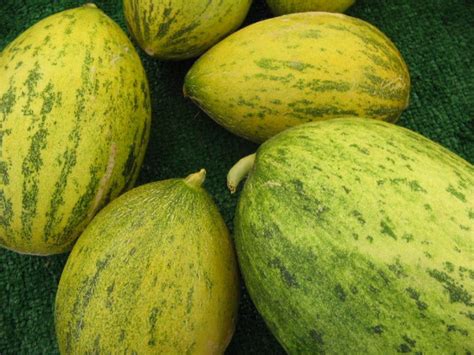 Summer Melons Are the Stars of the Hollywood Farmers' Market ...