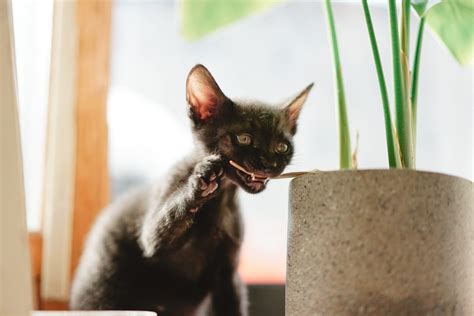 Having plants in the house is great. Cat Friendly Plants — You can Love both Houseplants and Cats!
