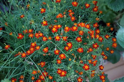How To Save Your Own Marigold Seeds Gardenary