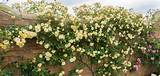 English Climbing Roses Pictures