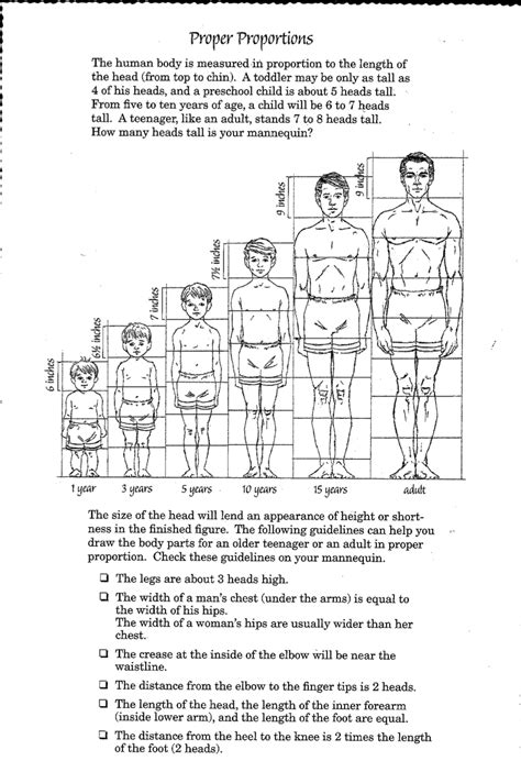 Human Proportions Drawing Tutorials Basic Body And Head Proportions
