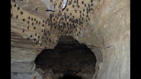 पोखरा को चमेरो गुफाको रहस्य Bat Cave Pokhara Scary As Hell Travel