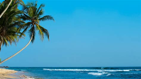 Download Wallpaper 1366x768 Palm Palm Trees Beach Tropics Shore