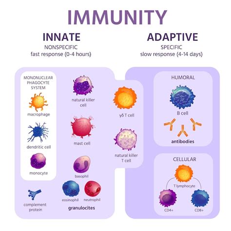 Sistema Inmunológico Innato Y Adaptativo Infografía De Inmunología Con