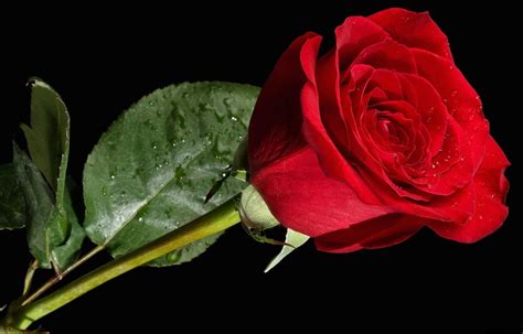 Original Red Rose Picture