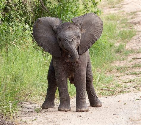 Baby Elephants Baby Elephant Playing Kruger National Park Youtube