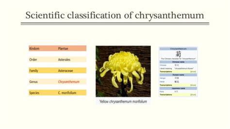 Chrysanthemum Description Types Taxonomy Britannica