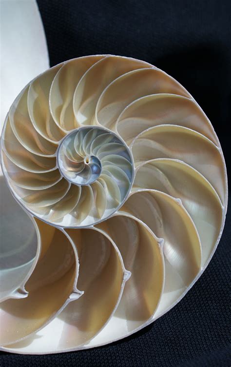 Artemis Dreaming The Logarithmic Spiral Of The Chambered Nautilus