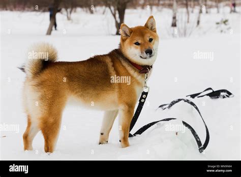 Japanese Dog Breed Shiba Inu On Snow Background Winter Cloudy Day
