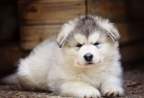 This Sled Dog Puppycam Is Exactly What You Need Today Alaskan