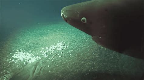 Video Scientists Spot Massive Pacific Sleeper Shark 4370 Feet Deep