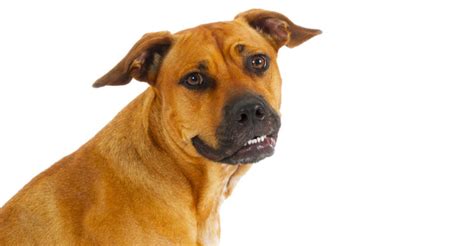 Top 10 Black Mouth Cur Mix With Pitbull You Need To Know