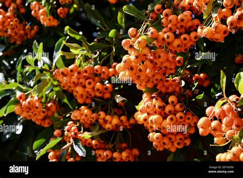 Orange Berries Garden Plant Hi Res Stock Photography And Images Alamy