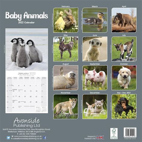 Baby Animals Calendar Animal Calendars Pet Prints Inc