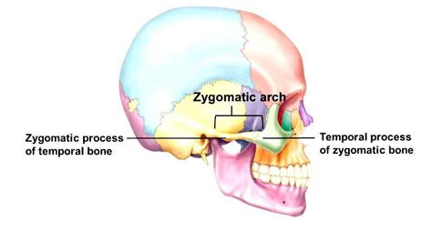 Zygomatic Process Of Temporal Bone