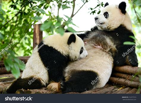 Giant Panda Bear Cub And Mother Breastfeeding Chengdu
