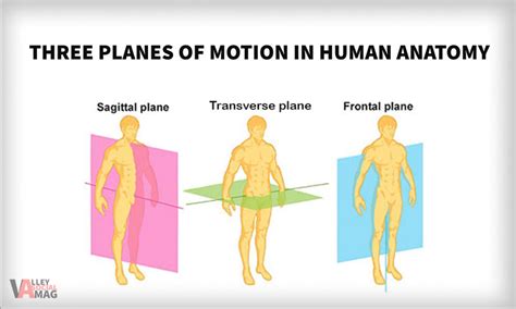 3 Planes Of Motion Explained Their Importance In Human Anatomy