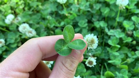 Identifying 3 Kinds Of Clover Youtube