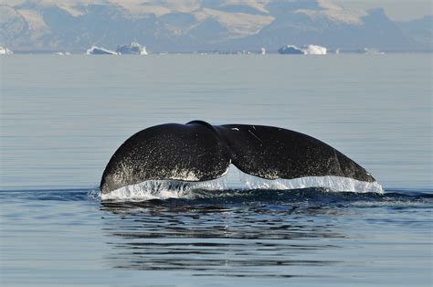 Bowhead Whale Diving Balaena Mysticetus Disko Bay West Flickr