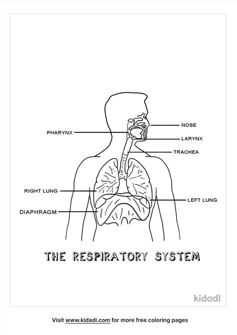 Free Respiratory System Coloring Page Coloring Page Printables Kidadl