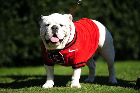 Uga Viii Georgia Bulldogs Mascot Georgia Bulldog Mascot Live