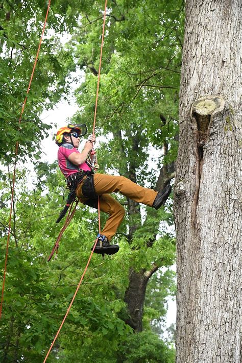 Watch Arborists From Across Us Compete Learn At Climbing Event