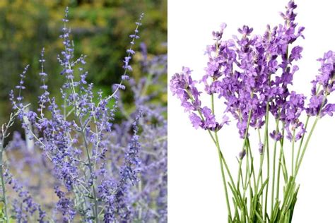 Russian Sage Vs Lavender Notable Differences