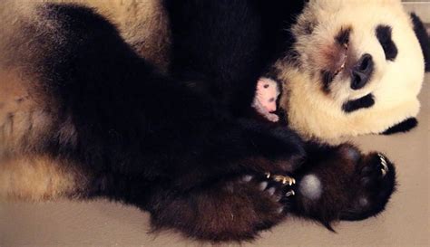 Giant Panda Cubs Born At Toronto Zoo Zooborns