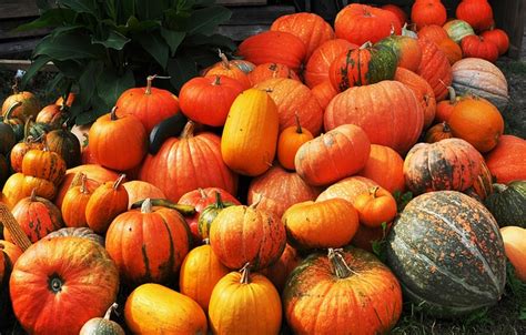 Autumn Harvest Pumpkin Free Photo On Pixabay Pixabay