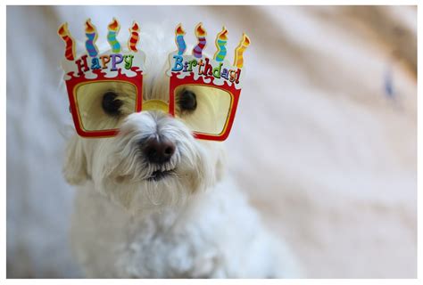 Happy birthday to the party girl! Dogs Happy Birthday - Cute Bday Wishes for Dogs, Puppies