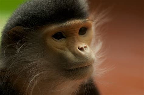 Search Monkey Flickr