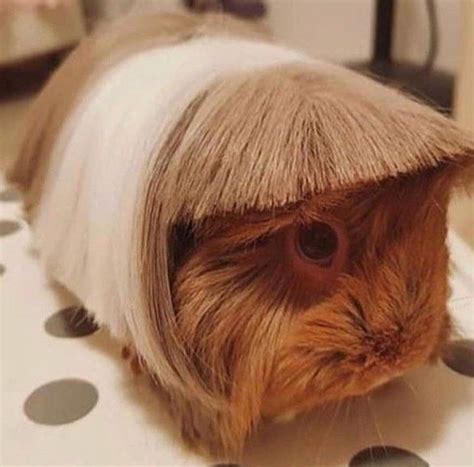 22 Animals Who Are Having A Really Bad Hair Day