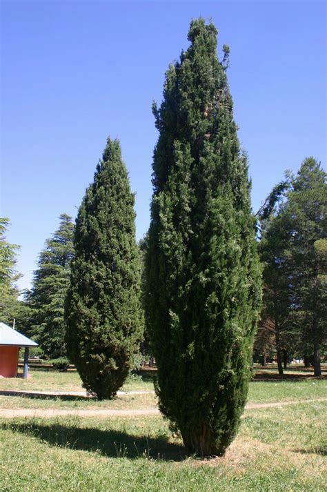 Cupressus Sempervirens Ağaç Bi̇tki̇ Akdeniz Servisi
