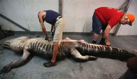 Intact Deer Found Inside 1000 Pound Alabama Alligator Outdoorhub