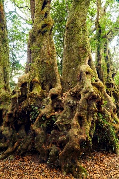 Image Of Old Gnarly Antarctic Beech Trees Austockphoto