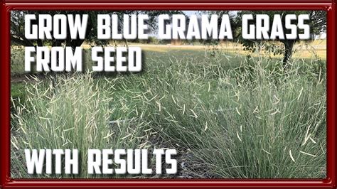 Grow Blue Grama Grass From Seed With Results Youtube