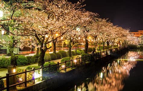 Top Hanami Spots In Japan All About Japan