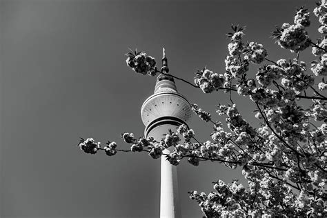 Hamburg Tv Tower Behind Flowers Photograph By Sebastian Mietzner Fine