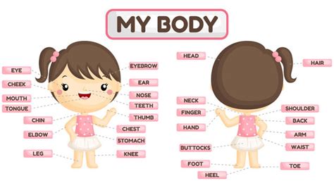 547 Best Body Parts Name Images Stock Photos And Vectors Adobe Stock