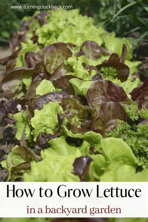 How To Grow Lettuce In The Garden Turning The Clock Back