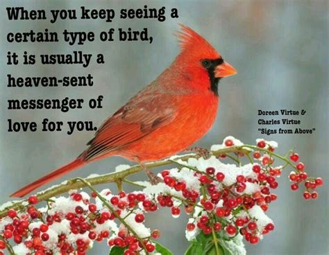 Pin By Tammy Hosey On Red Cardinals Bird Quotes Blue Jay Bird Bird