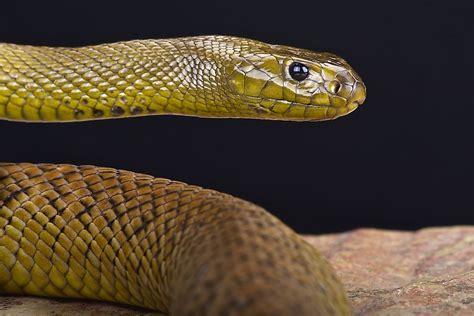 The Most Venomous Snakes In The World Worldatlas
