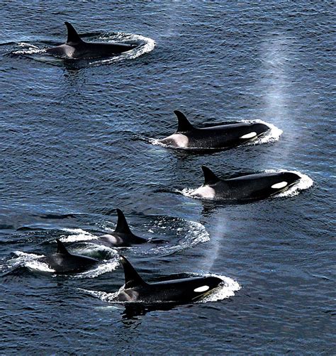 Study Northwest Killer Whales Shrinking In Size And So Are Their