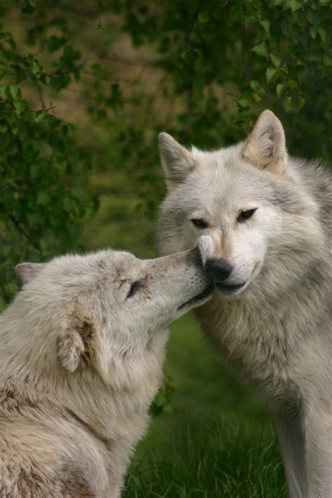 Wolf Kiss By Midfall On Deviantart