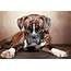 German Boxer Dog Photograph By Jana Behr