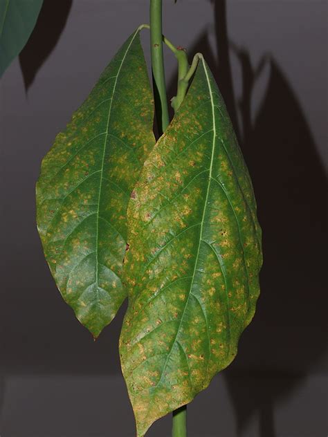 Forum: Avocado Leaves Going Brown