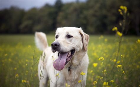 Under let apps run in the background section, simply use the toggle off/on switches to perform the relevant task. Labrador Retriever Windows 10 Theme - themepack.me