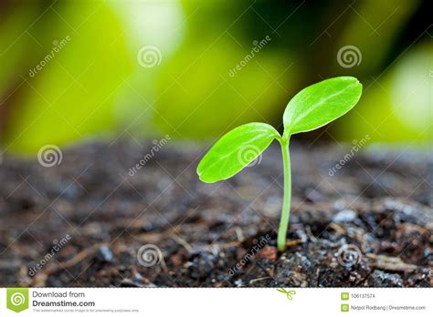 Green Sprout Growing From Seed In Organic Soil Stock Photo Image Of