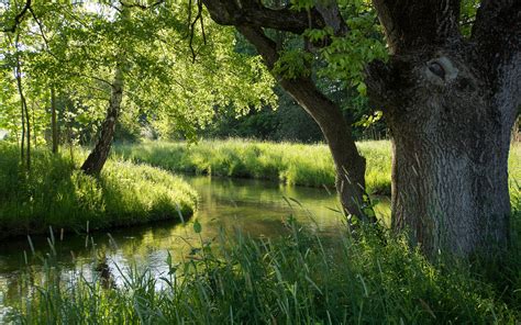 Nature Forest River Summer Green Wallpaper Nature And Landscape