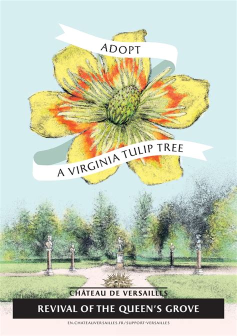 Adopt A Virginia Tulip Tree Palace Of Versailles